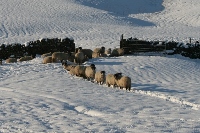 Our local sheep are hardy.